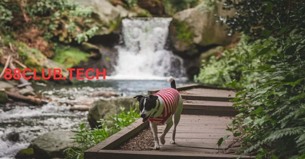 Dog Friendly Hiking Trails in the Bay Area: Dog-friendly Bay Area Waterfall Hikes